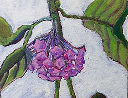 Polly Jackson - Wax Plant