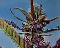 Polly Jackson - Devil Weed