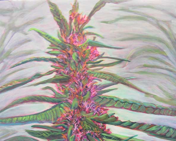 Grow guide of excellent Panama Red strain seeds feminized marijuana