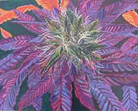 Polly Jackson - Purple Haze