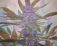 Polly Jackson - Up Close and Purple